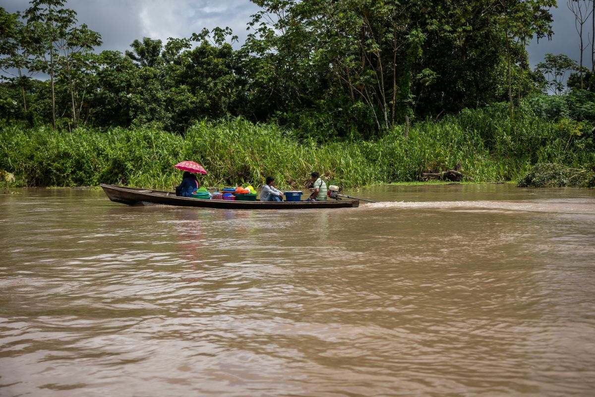 Ceiba de 500 años en el Amazonas